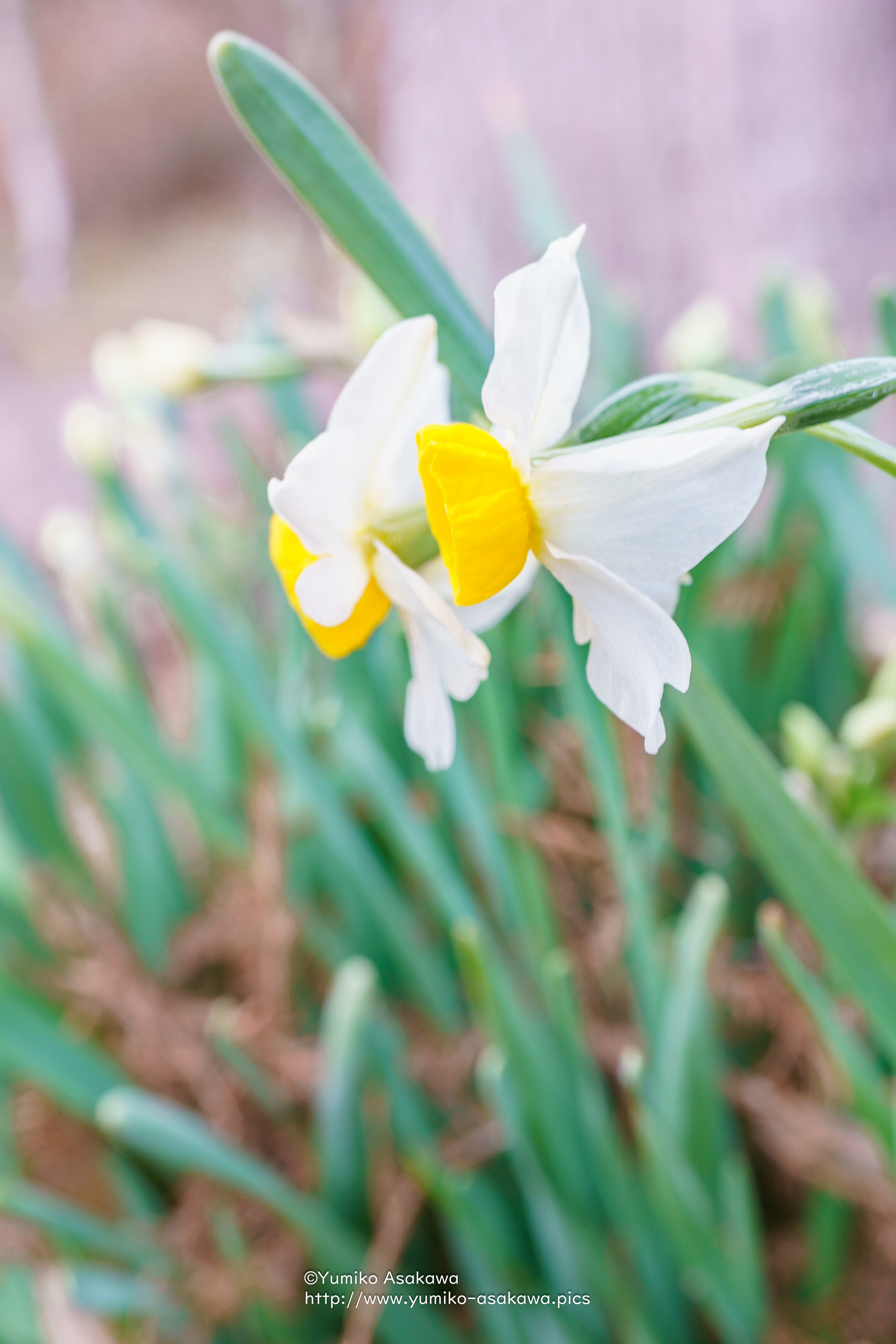 スイセン(Narcissus)