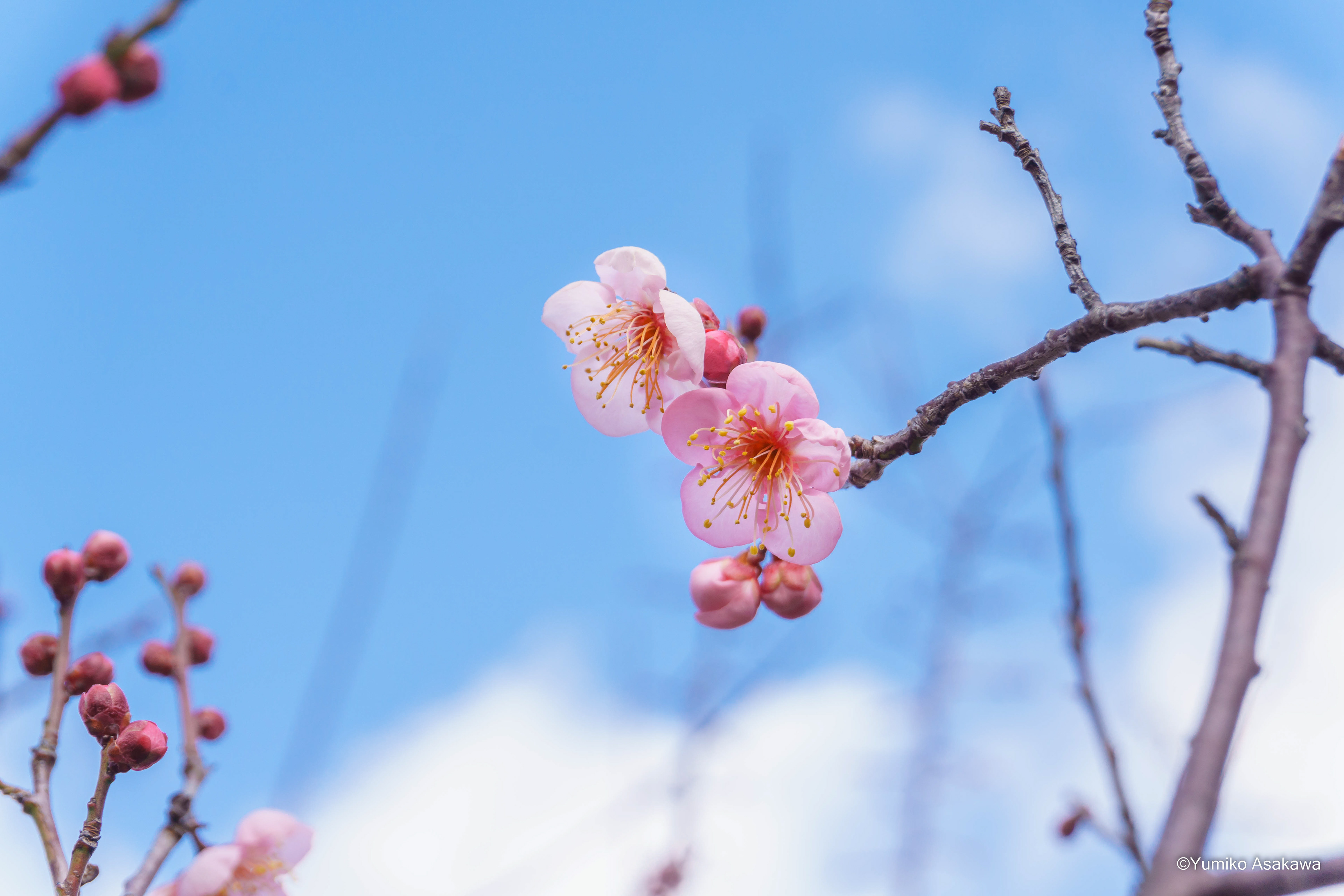 Pink plum blossoms(ピンク色の梅の花)