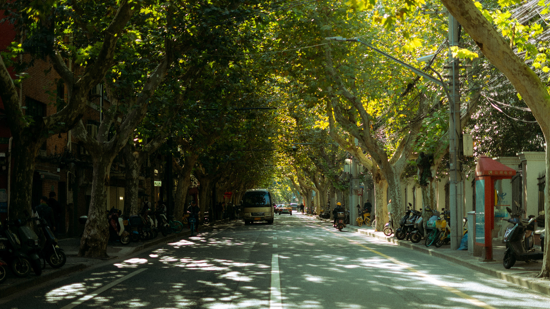 baumgesäumte straße, shanghai, 2025