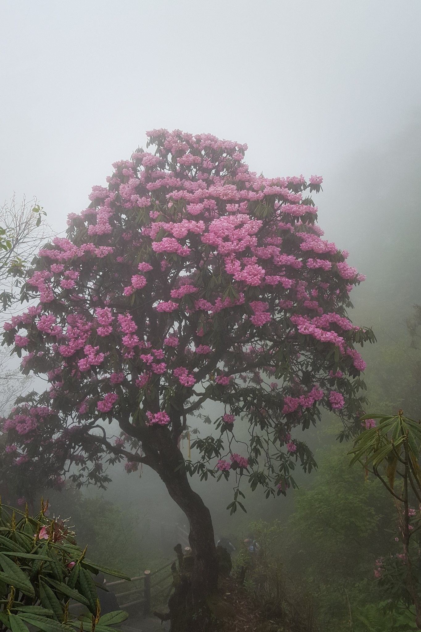 tobias störmer photography, china 19, emei shan