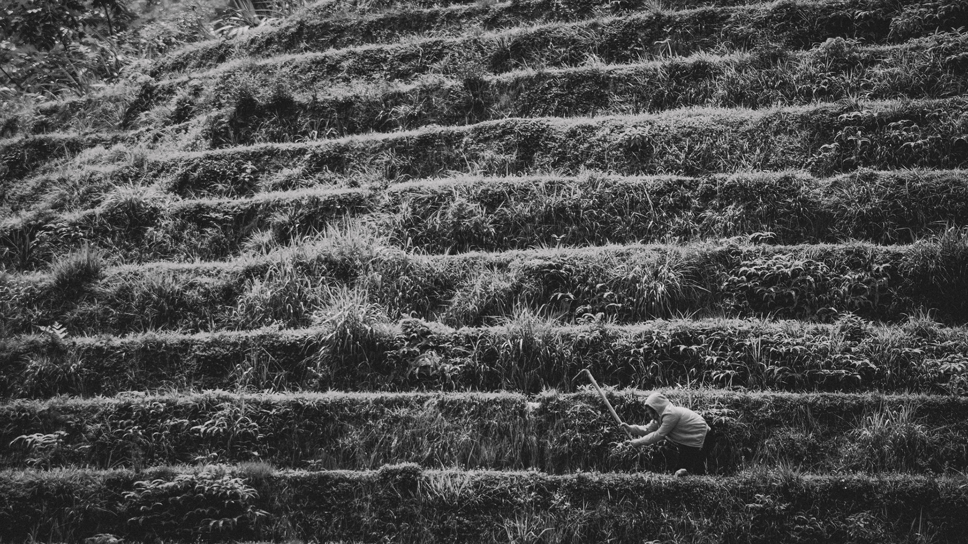 tobias störmer photography, china 19, guilin rice fields