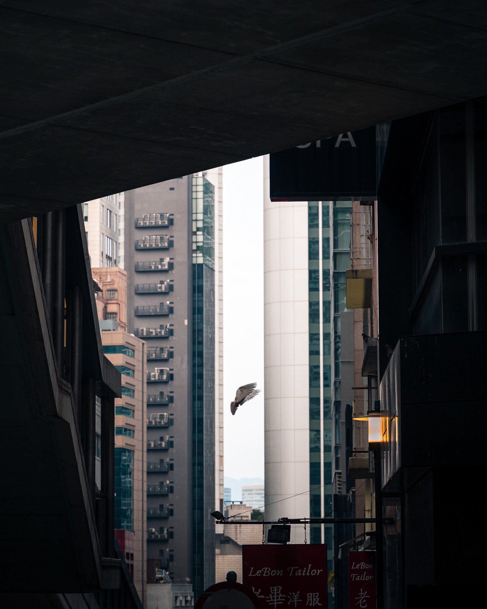 vogel in häuserschlucht, hongkong, 2025