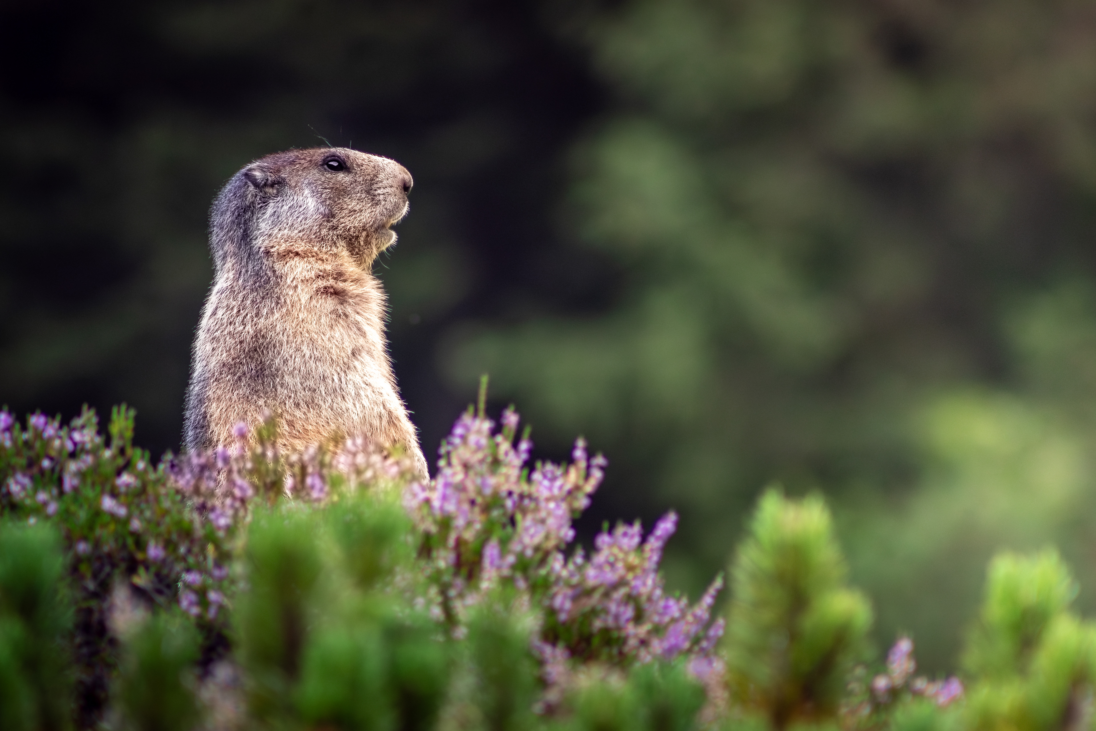 murmeltier, österreich 24, tobias störmer travel photography