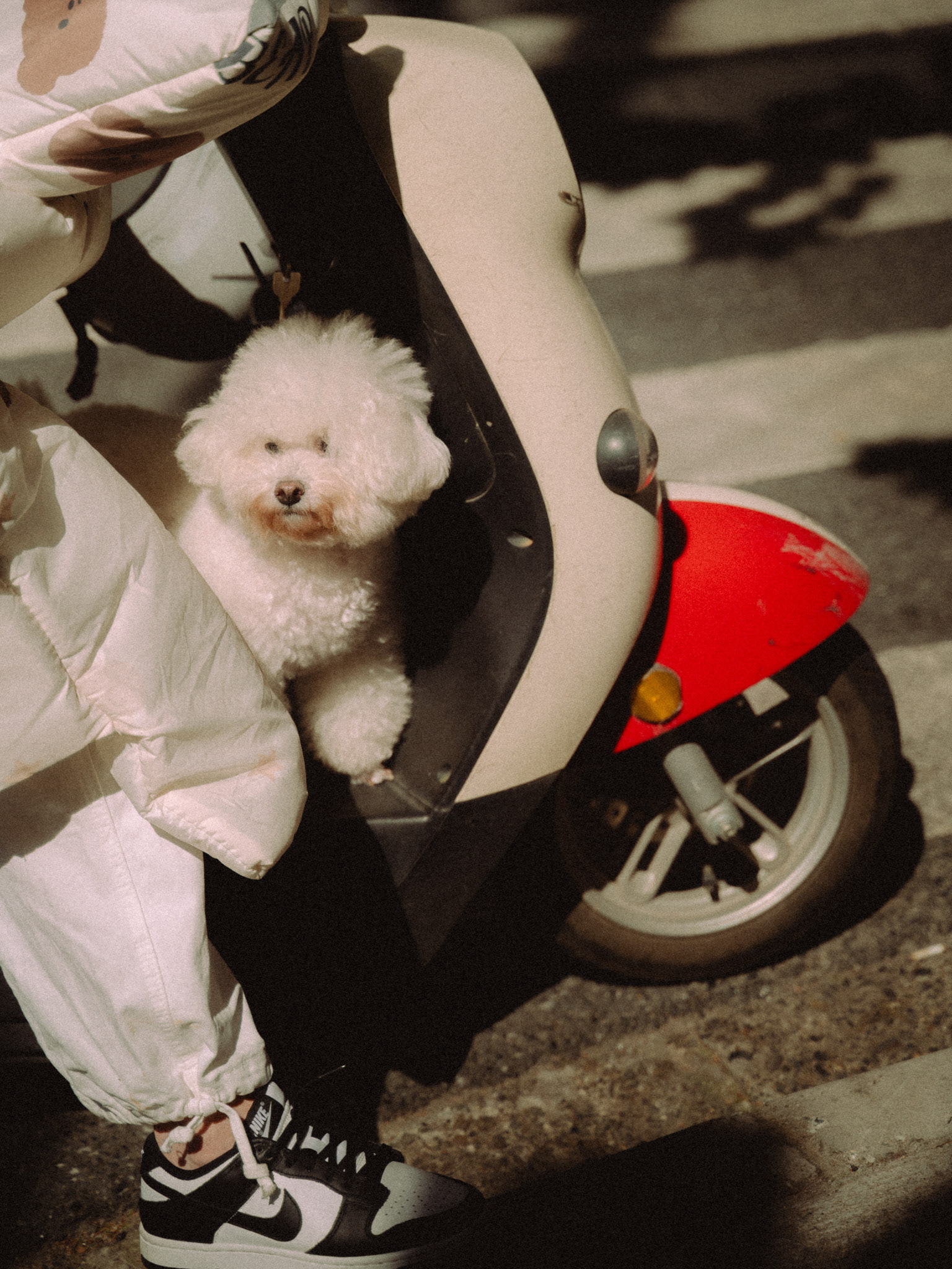 hund auf motorroller, shanghai, 2025