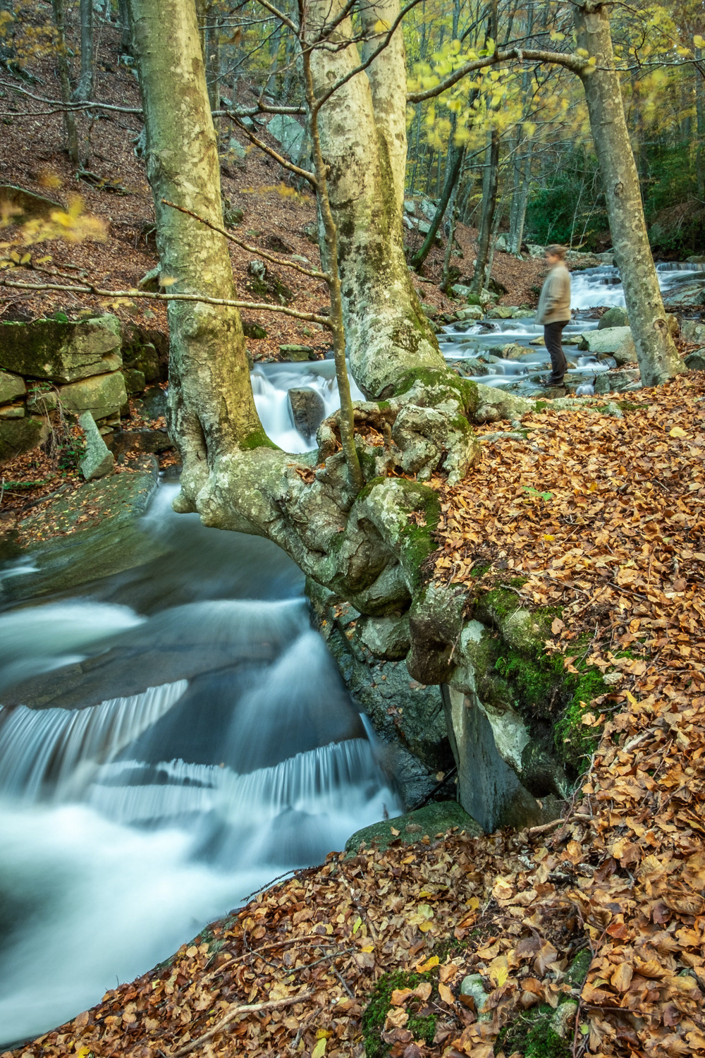 Riera de Santa Fe del Montseny