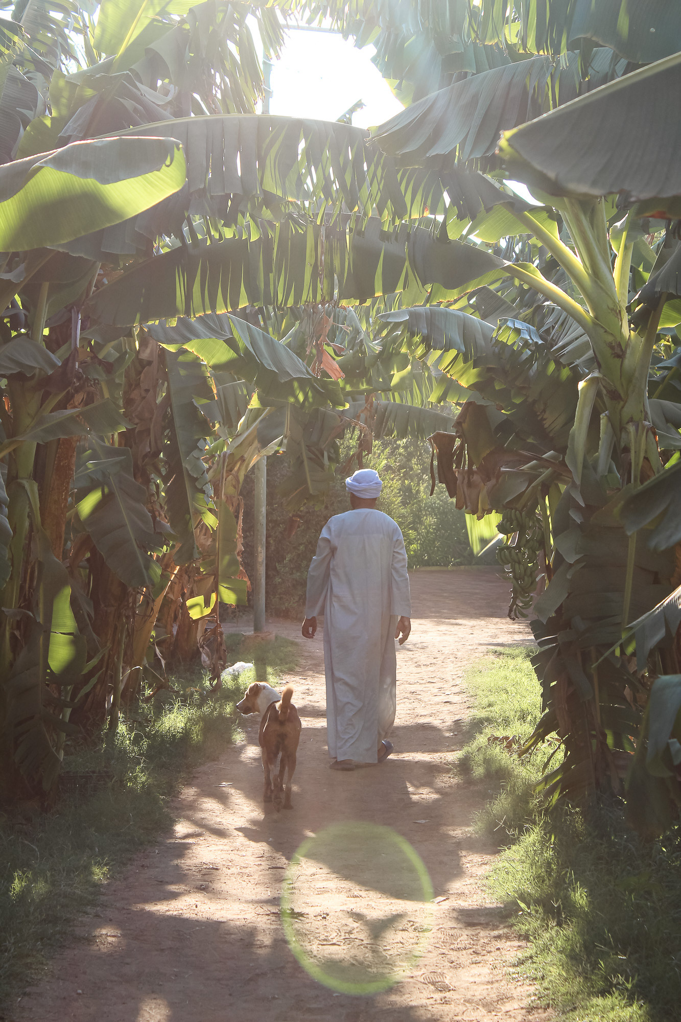 Banana Island, South Egypt, July 2019