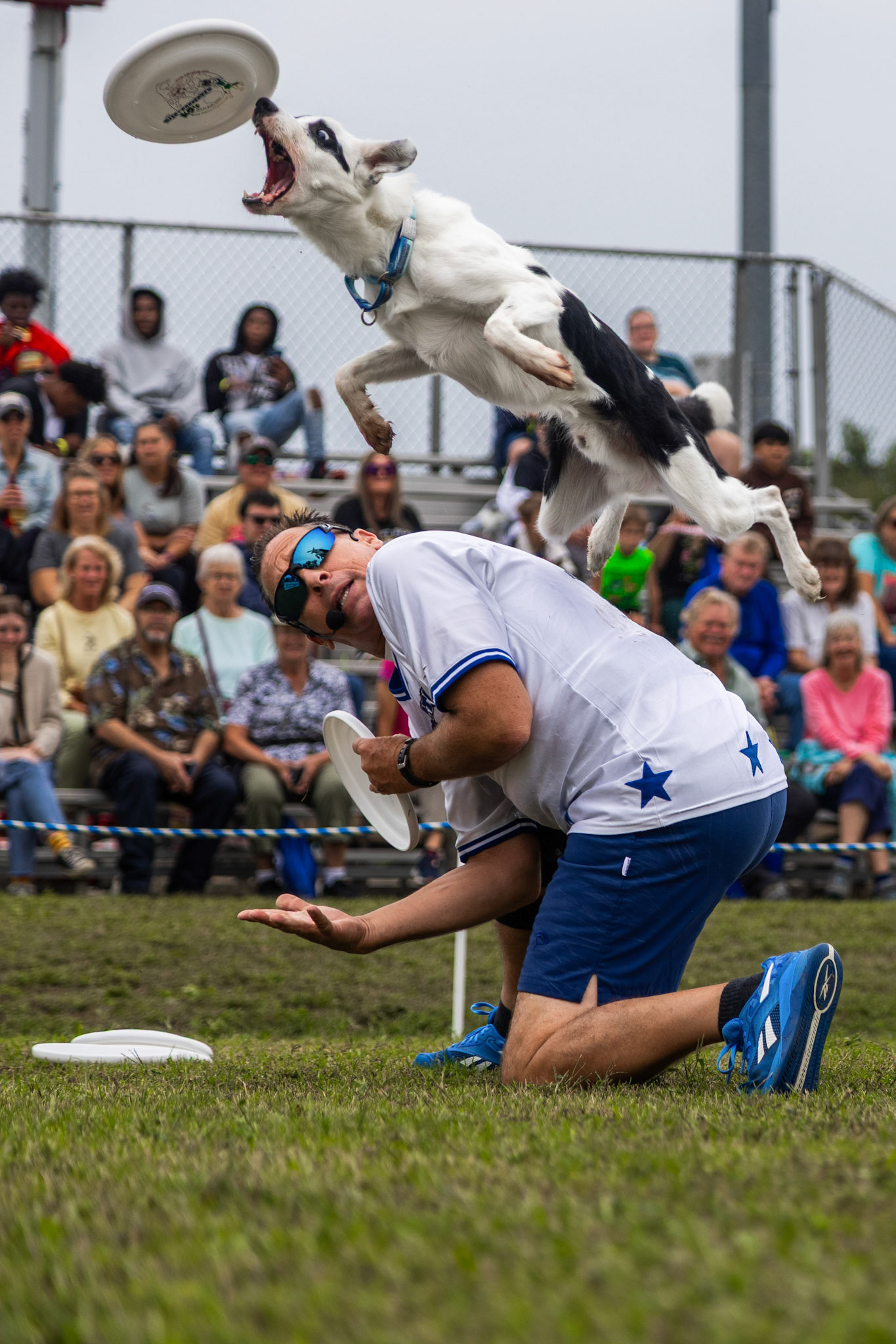 A dog goes for frisbee during a Disc-Connected Canines show. September 29, 2025. 