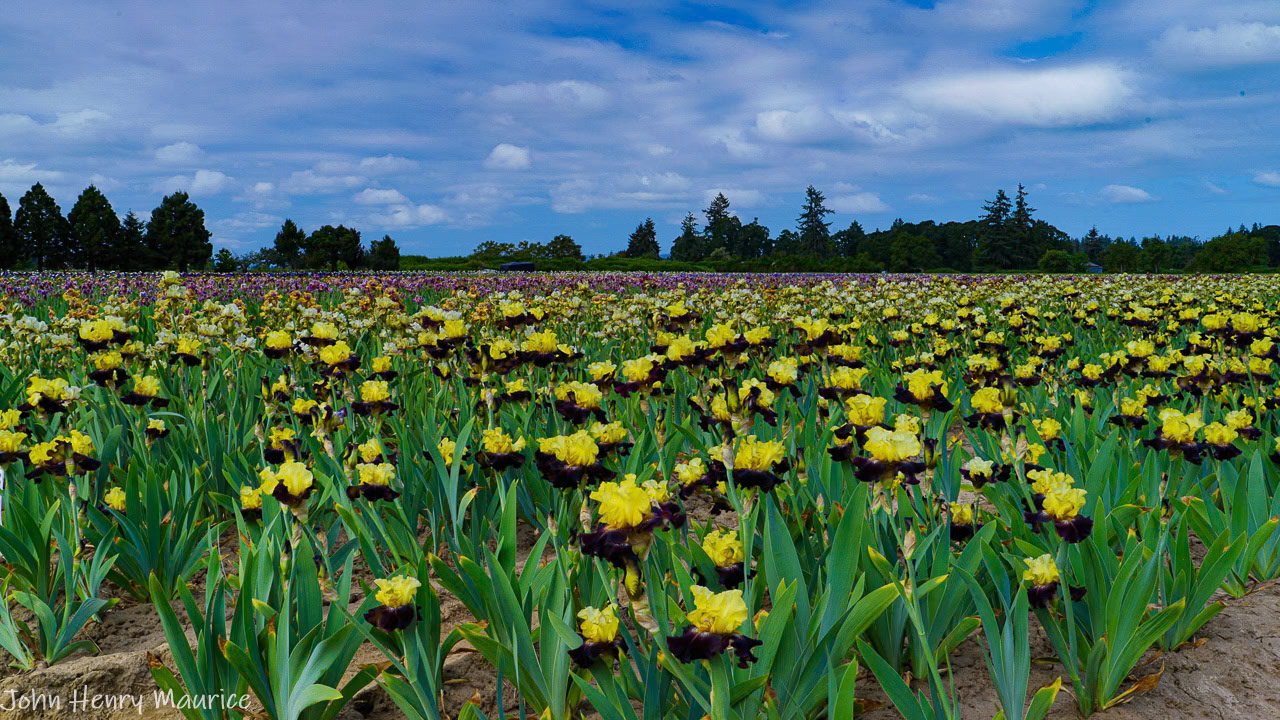 Schreiner's Iris Gardens