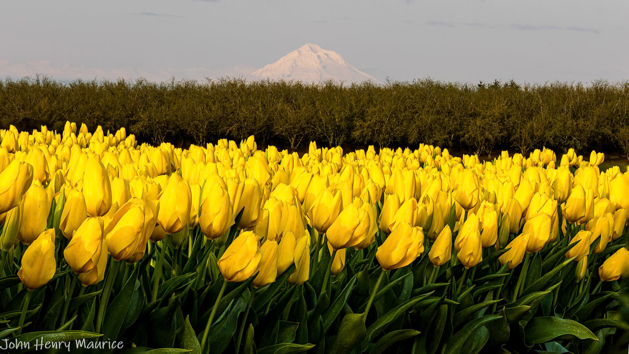 Wooden Shoe Tulip Farm