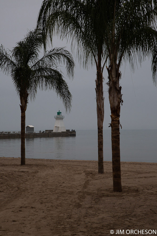 Palm trees - in Ontario!