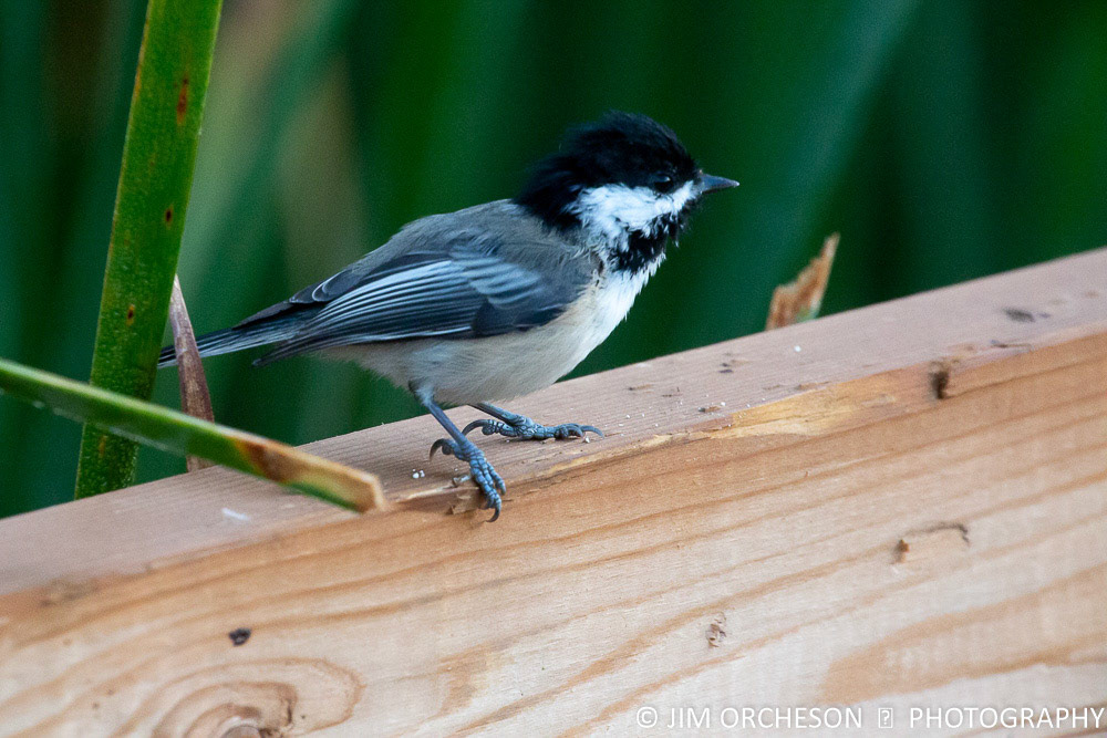 Black Capped Chickadee