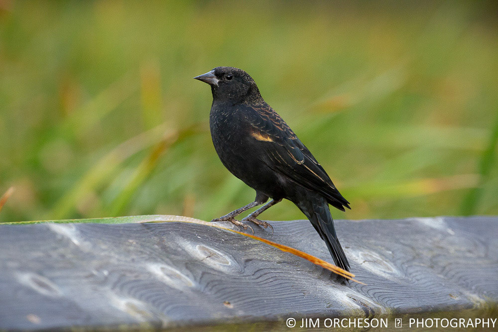 Red Winged Blackbird