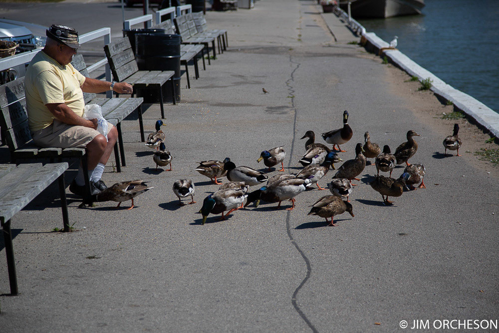 Fowl weather friends. They left as soon as the food was gone.