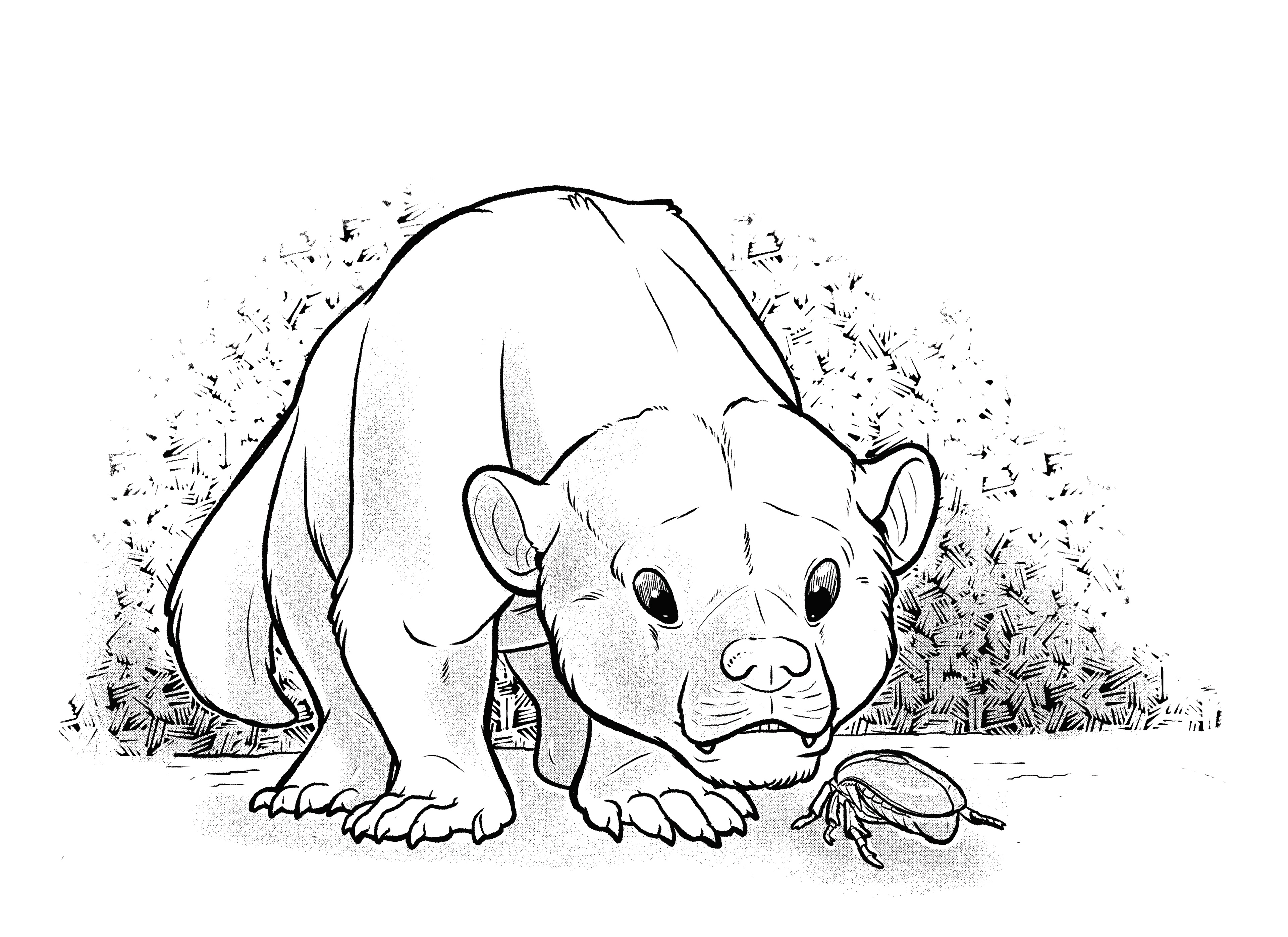 Baioconodon