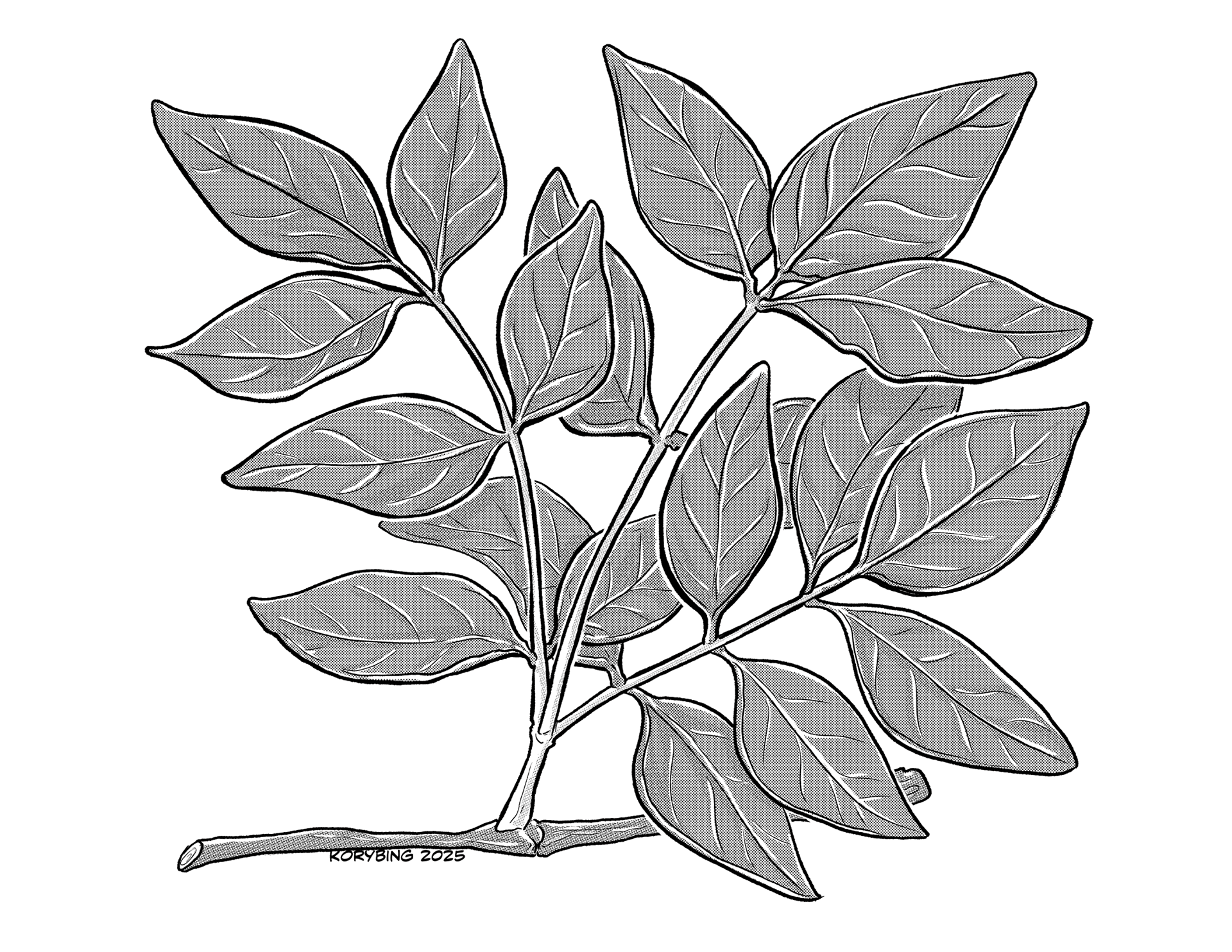 Ash Tree