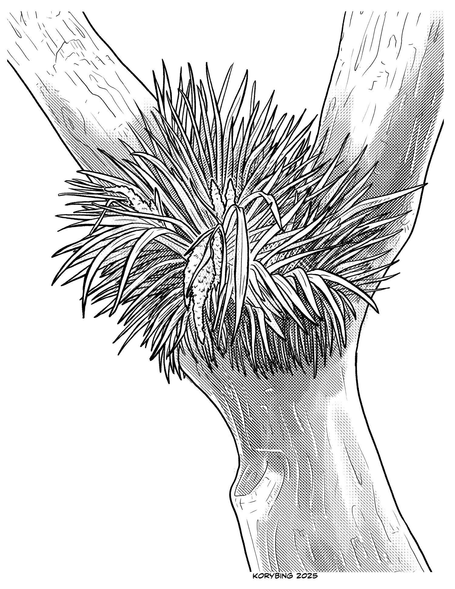 Kahakaha