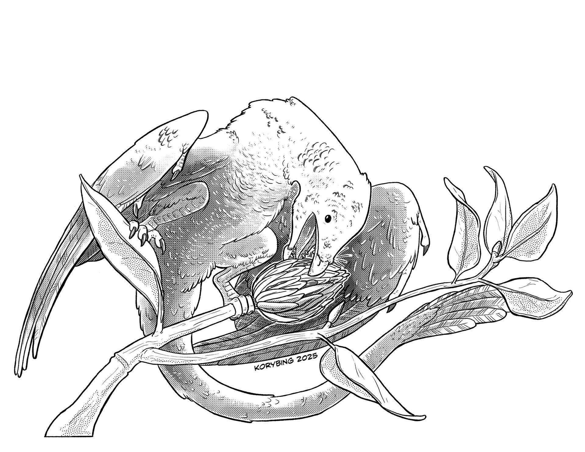 Jehelornis eating Magnolia fruit