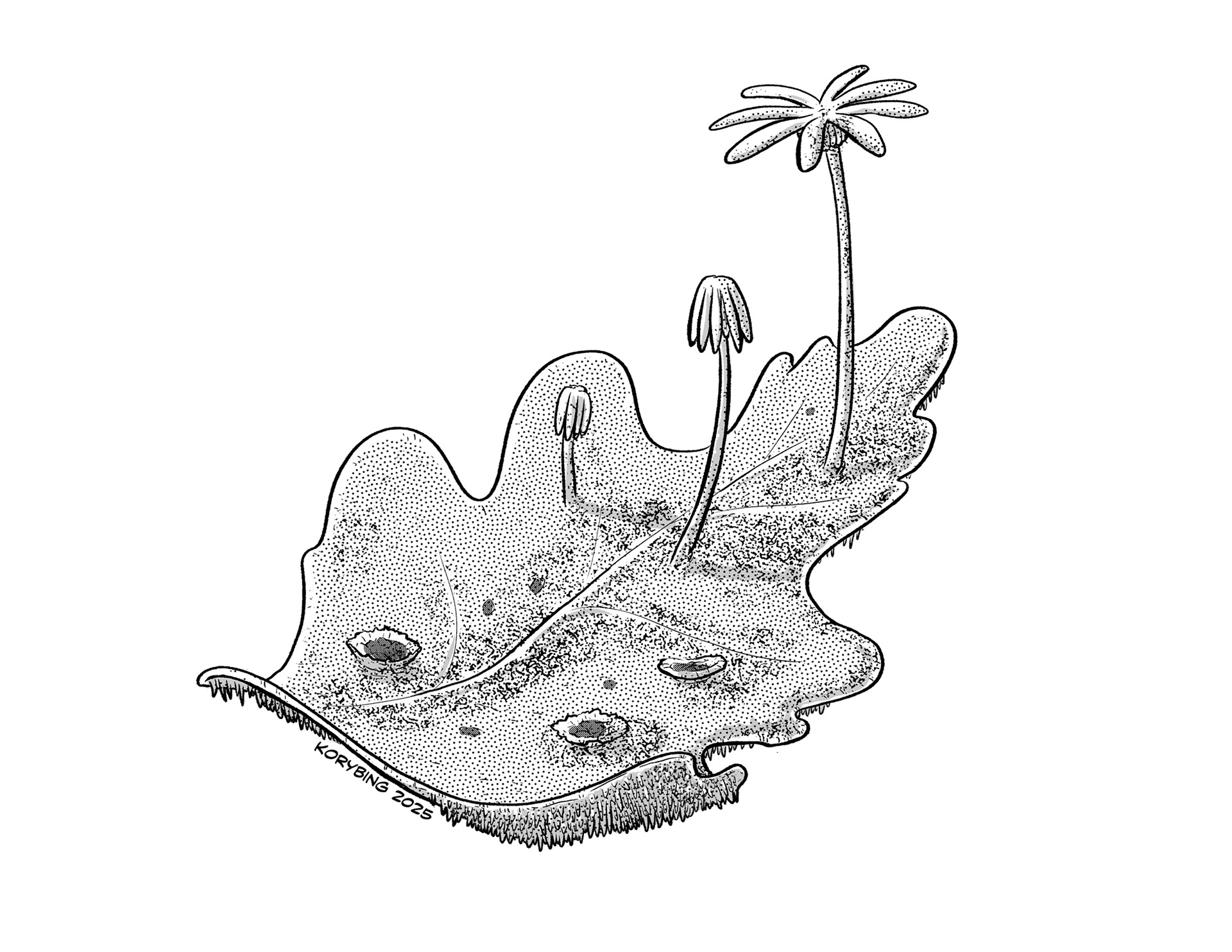 Liverworts