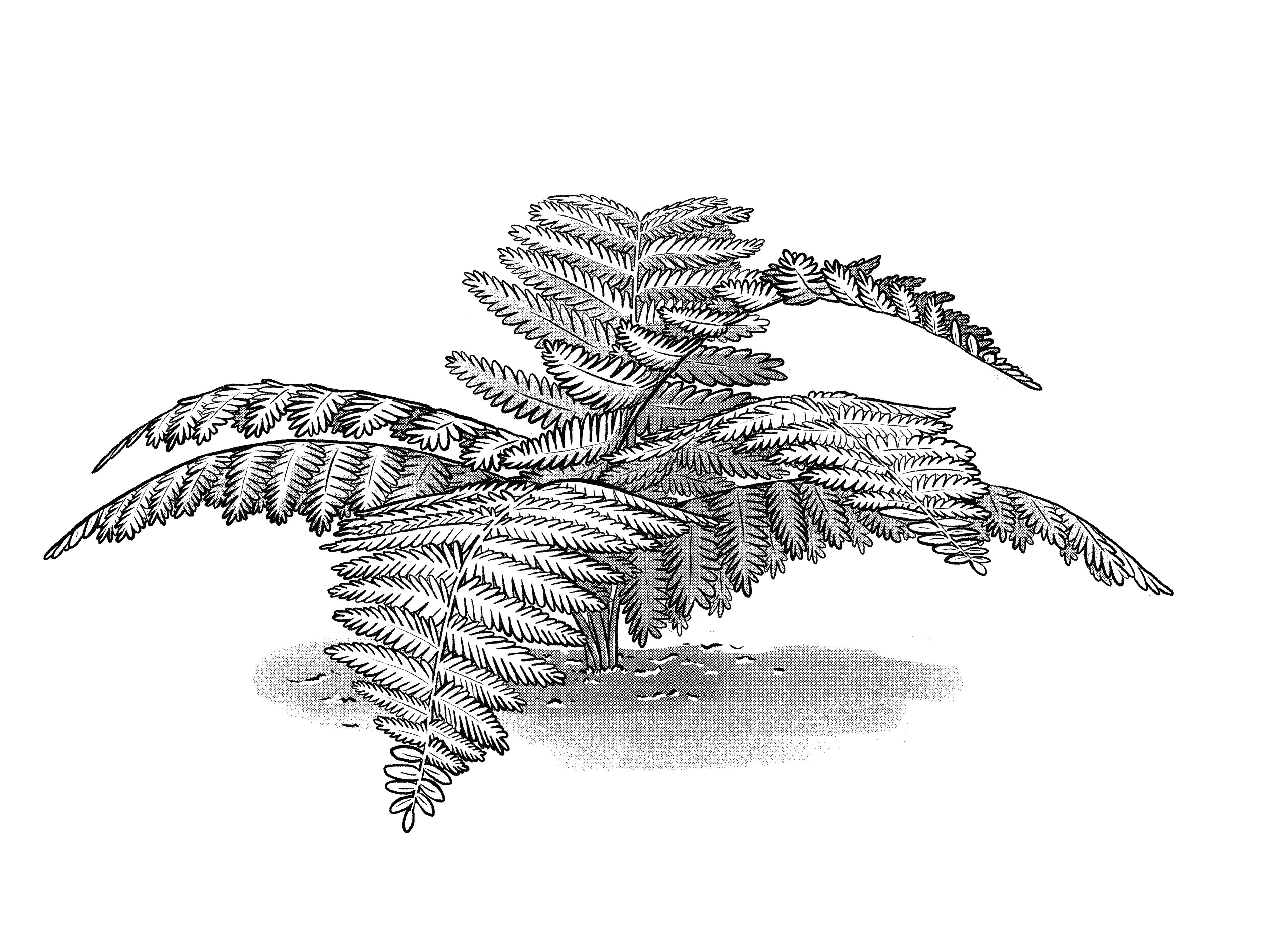 Ancient Fern