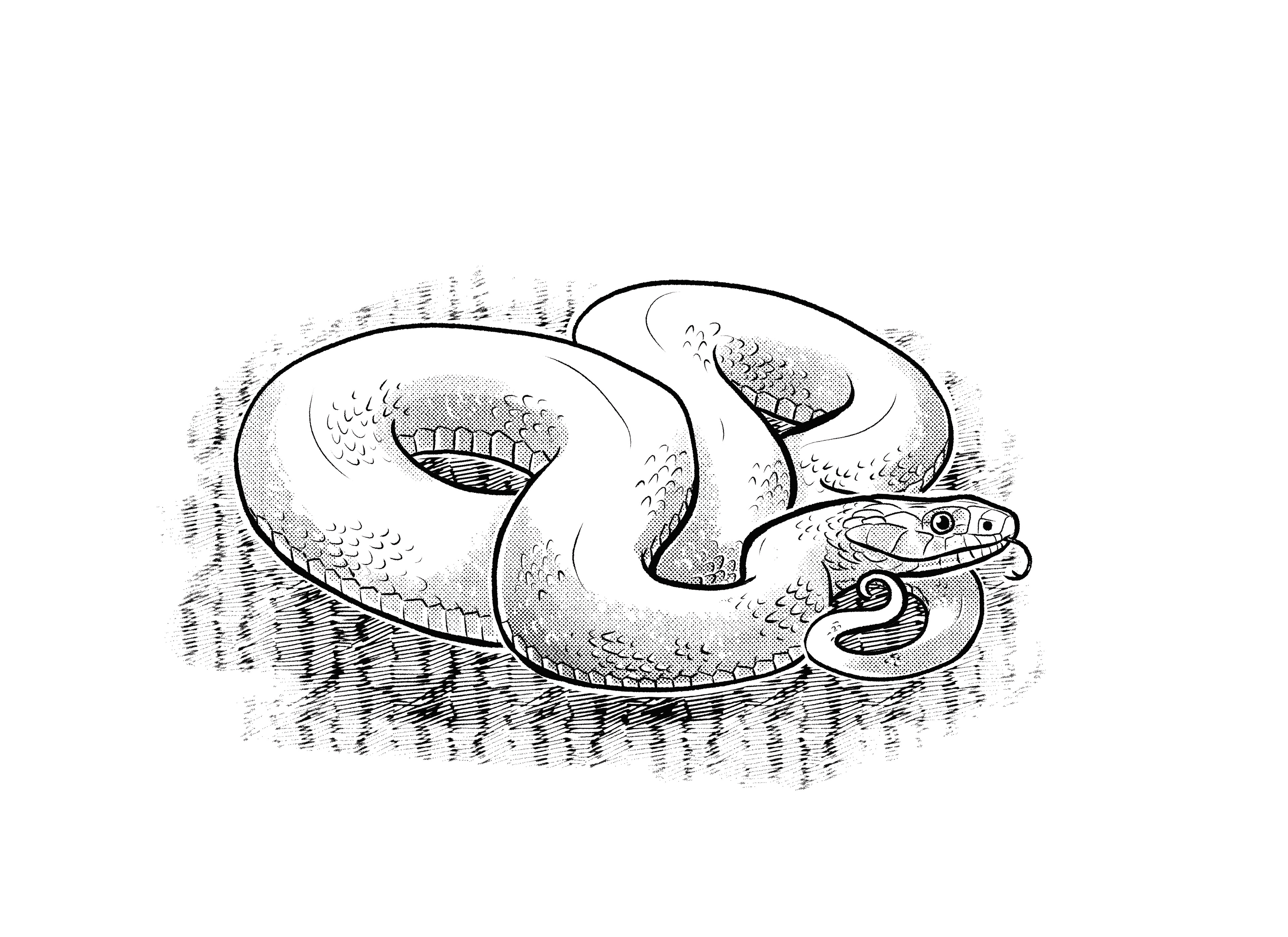 Coniophis
