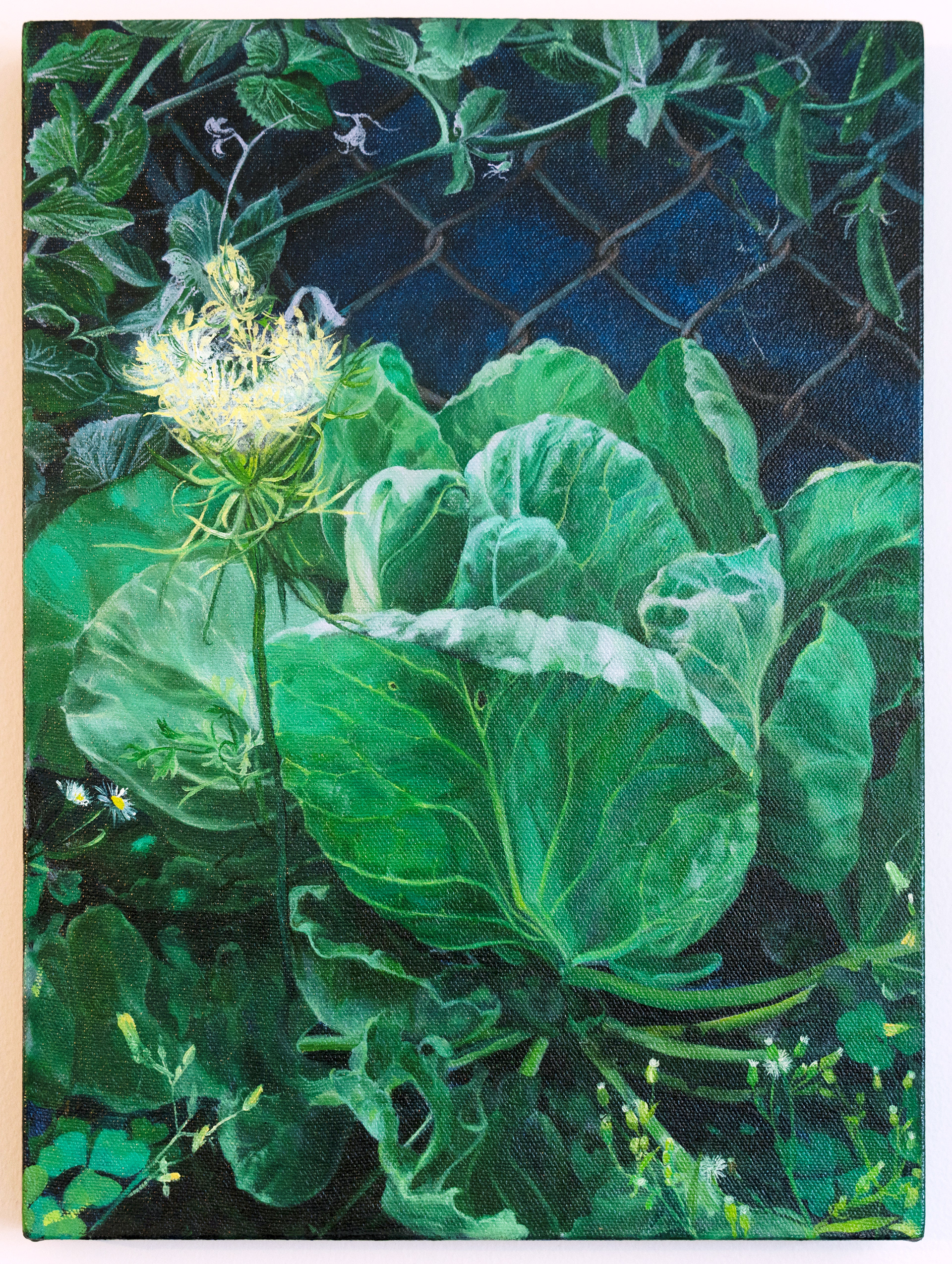 Cabbage with fence. Oil on canvas. 11" x 15". 2024.