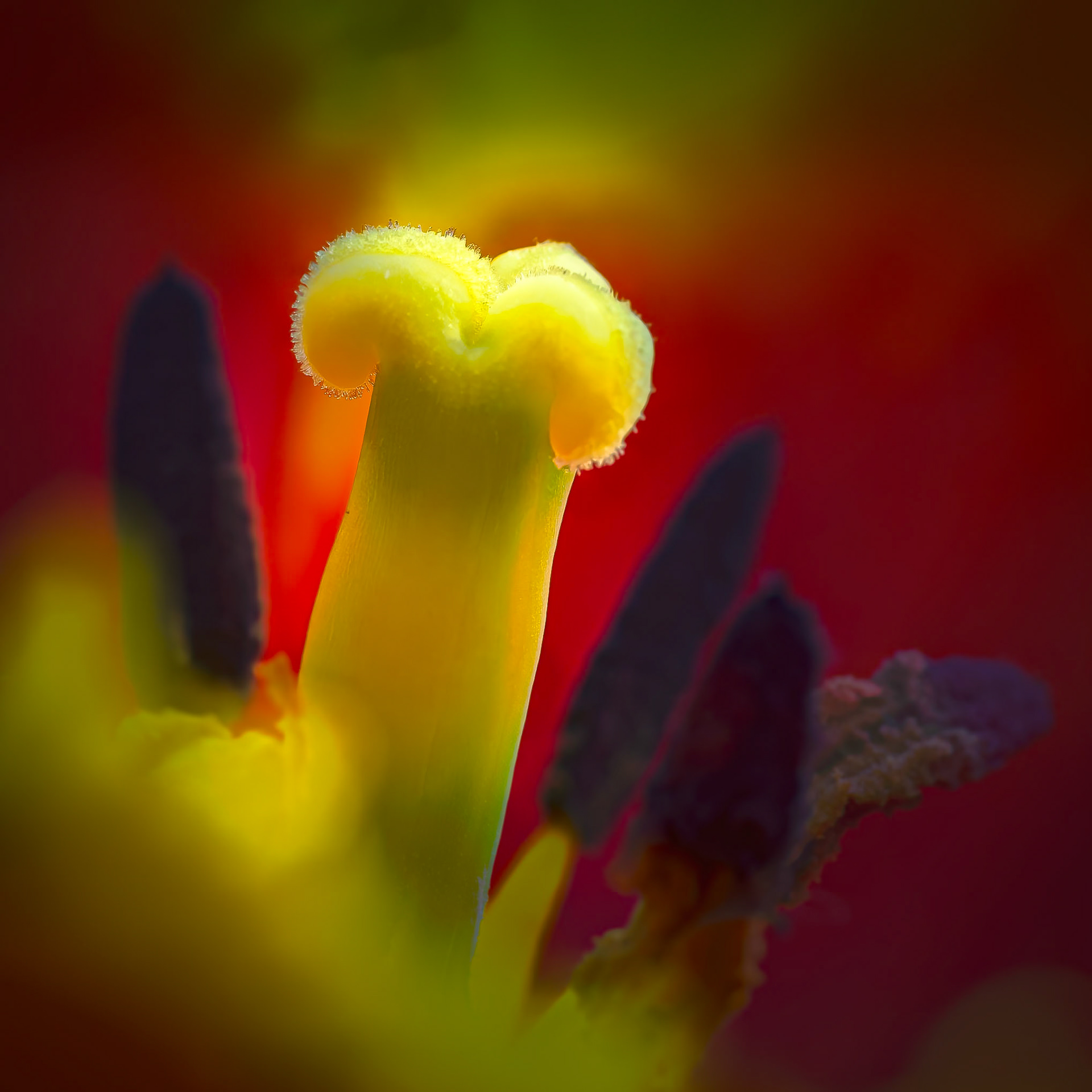 Heart of the Tulip