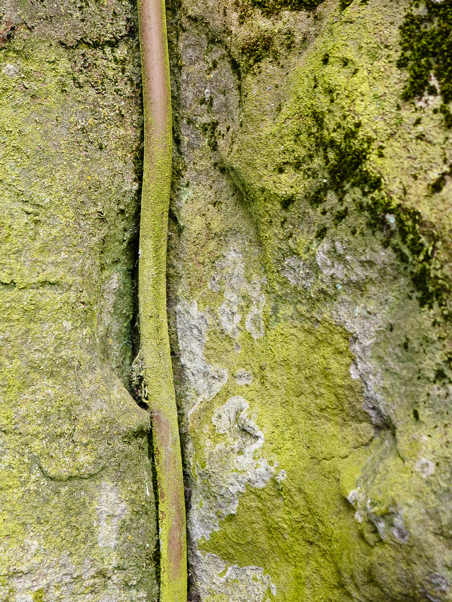 Scottish Wallscape