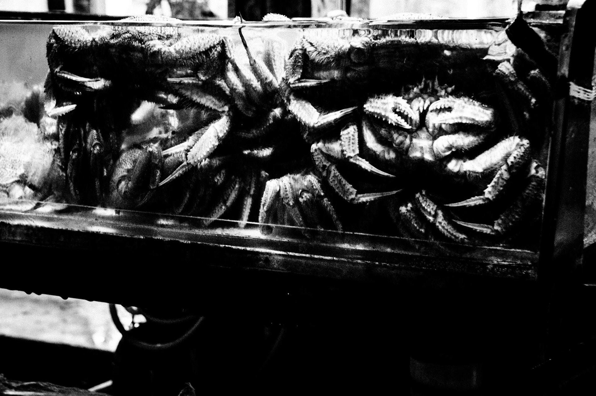 函館朝市（仮）