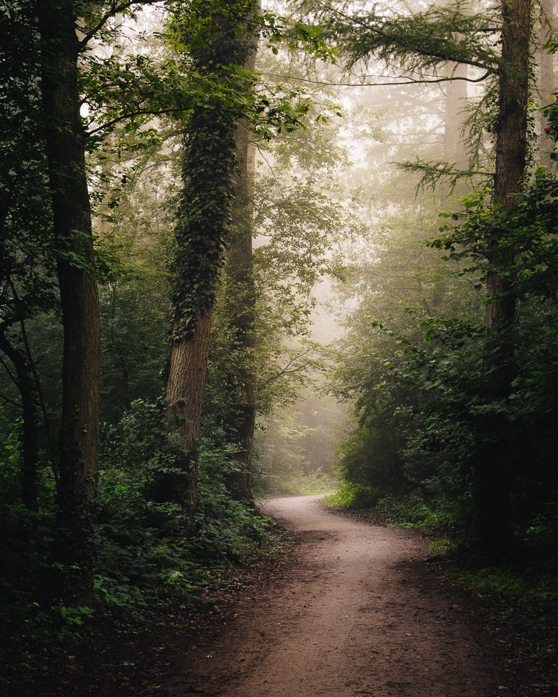 Breathing Forest
