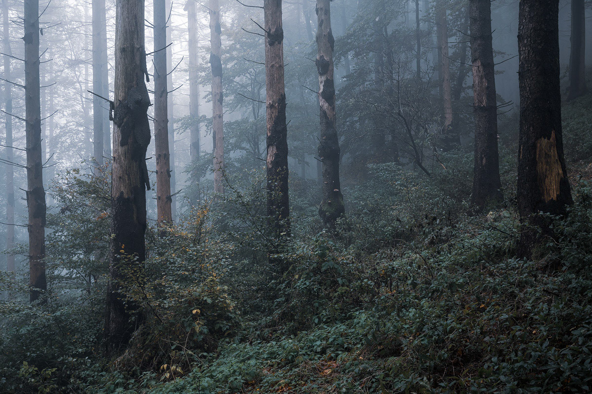 Dying Forest