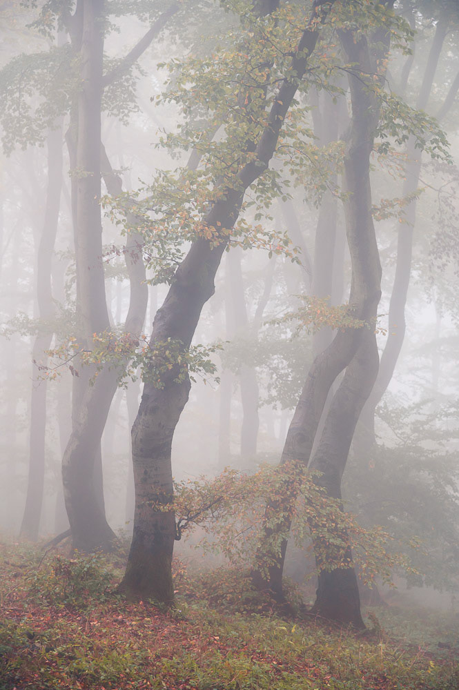 Dancing Trees