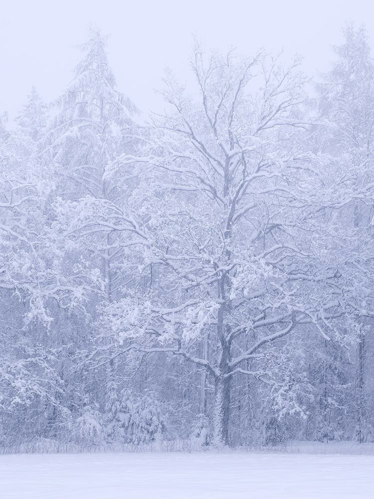 Solitude