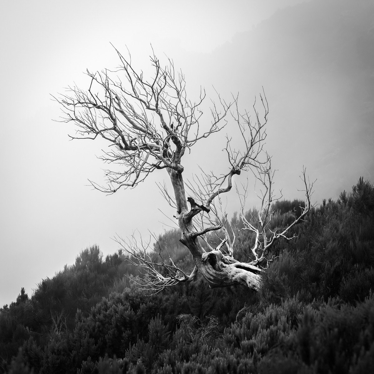 Skeleton