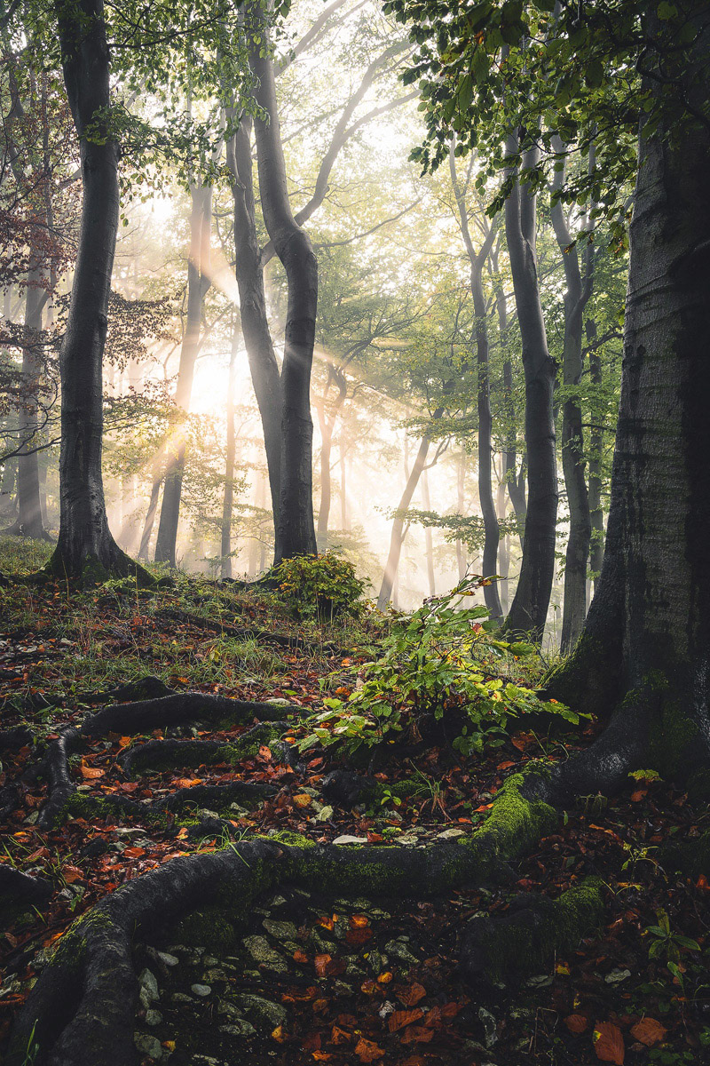 Rooted in Nature