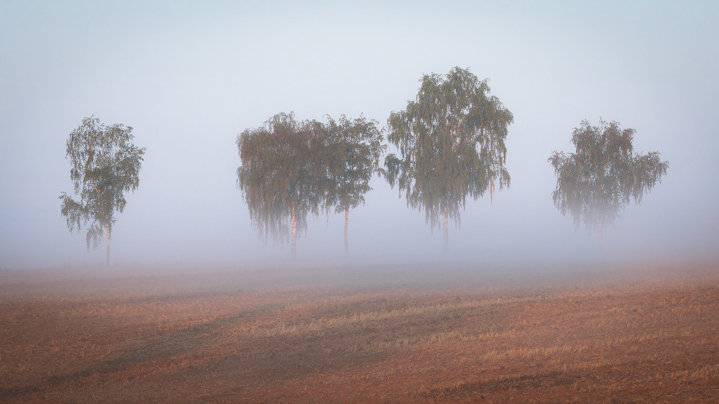 Floating Trees