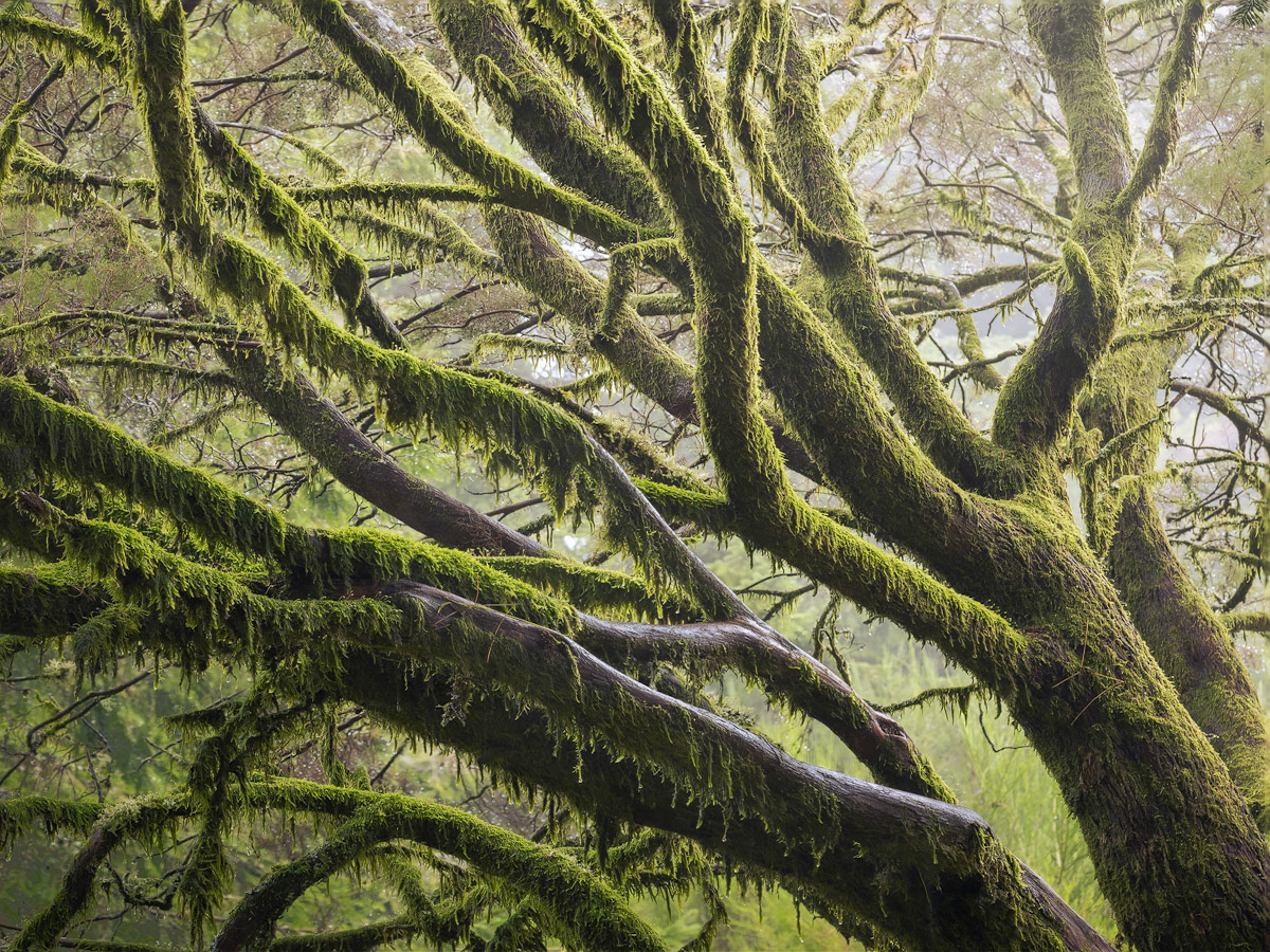 Secret Forest