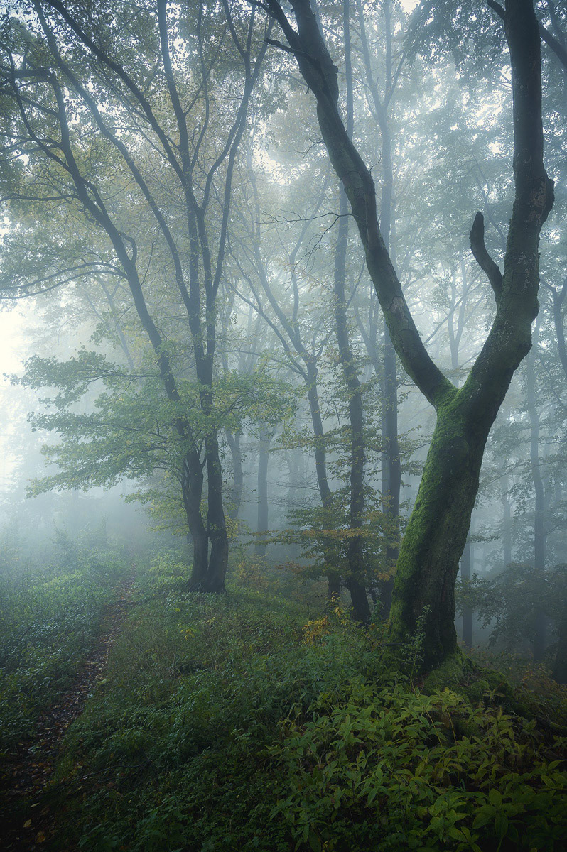 Moody Greens
