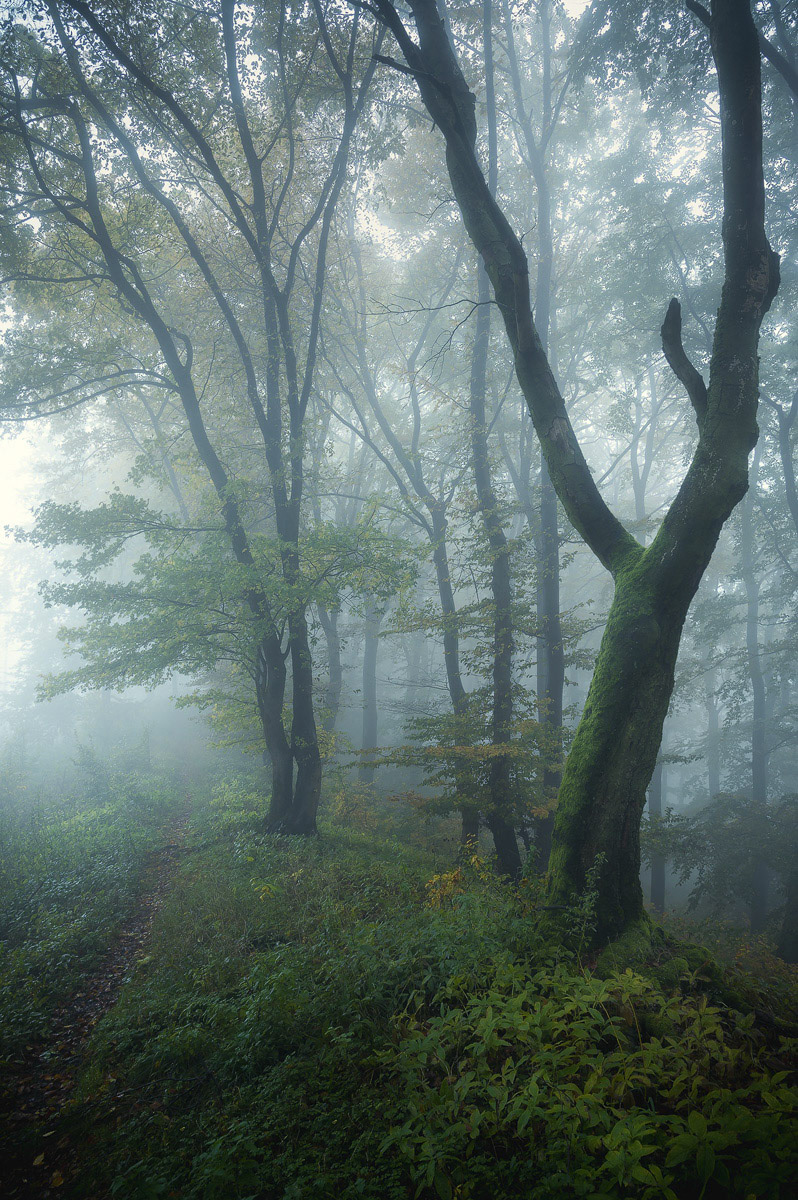 Moody Greens