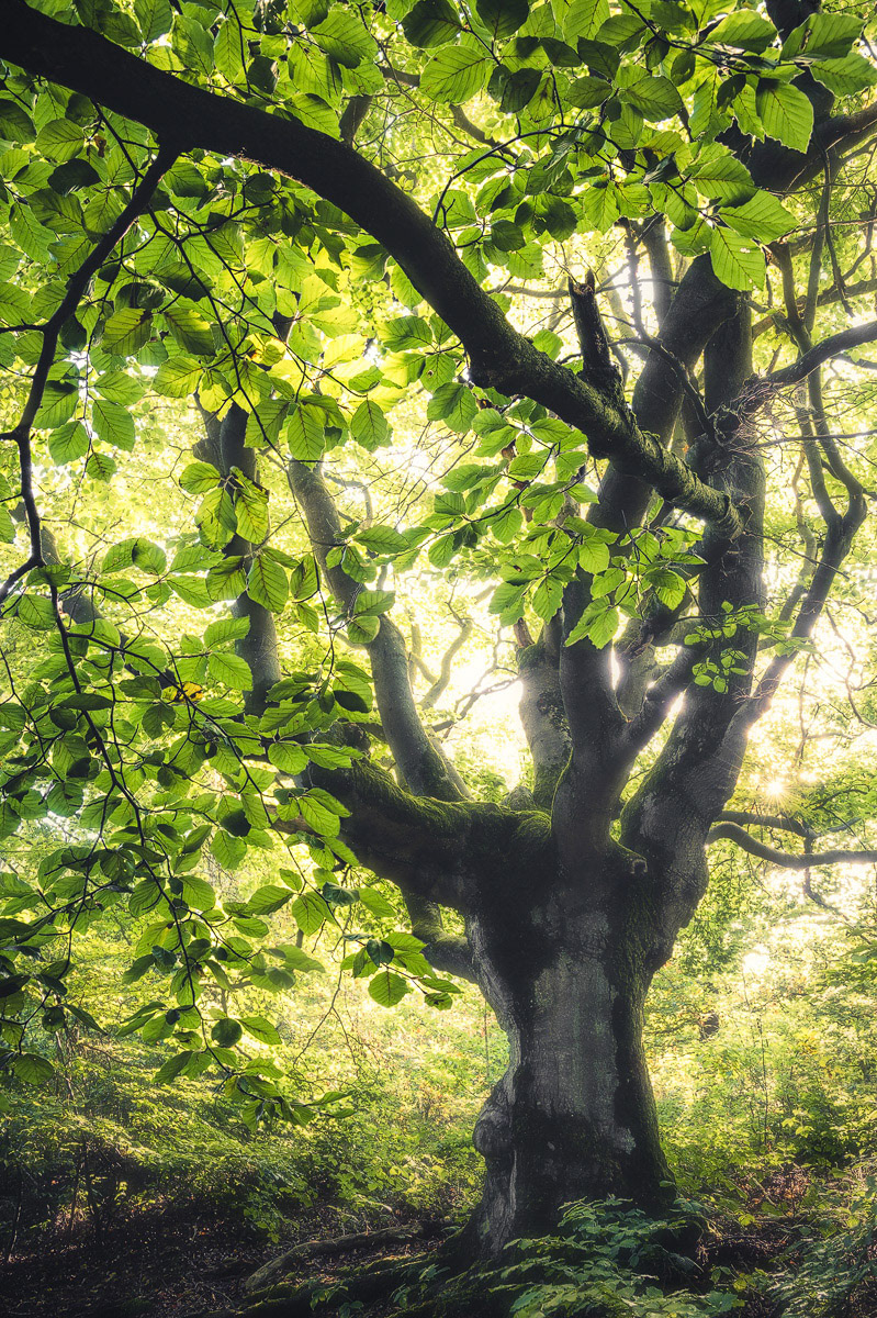 Majesty of the Forest