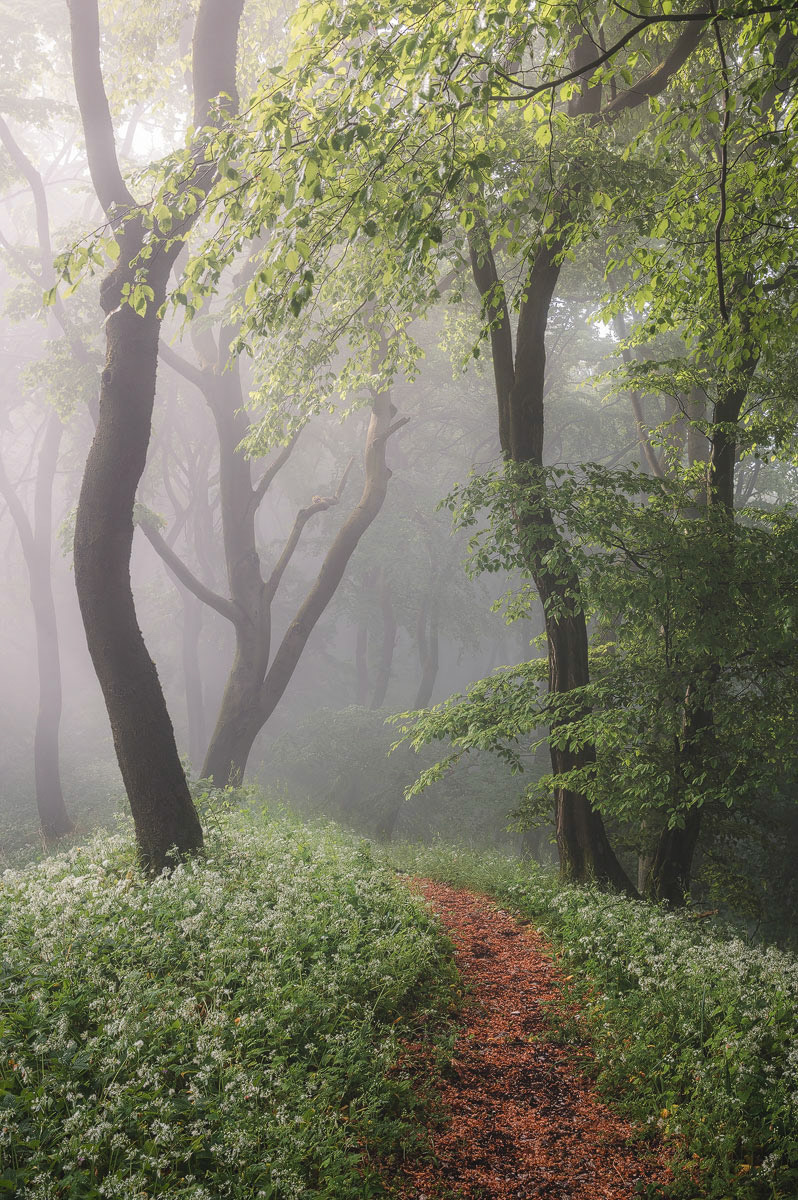 Vitalizing Forest