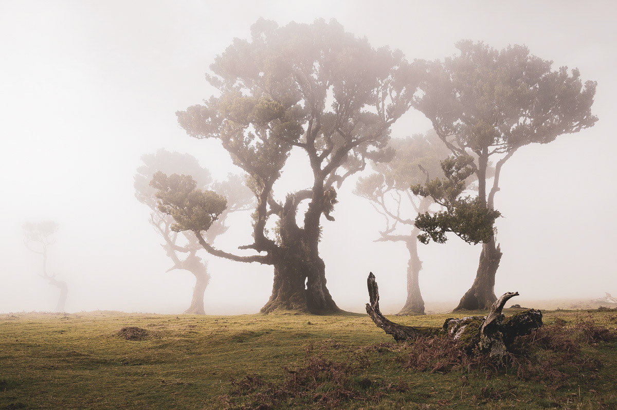Walking through Ancient Woods