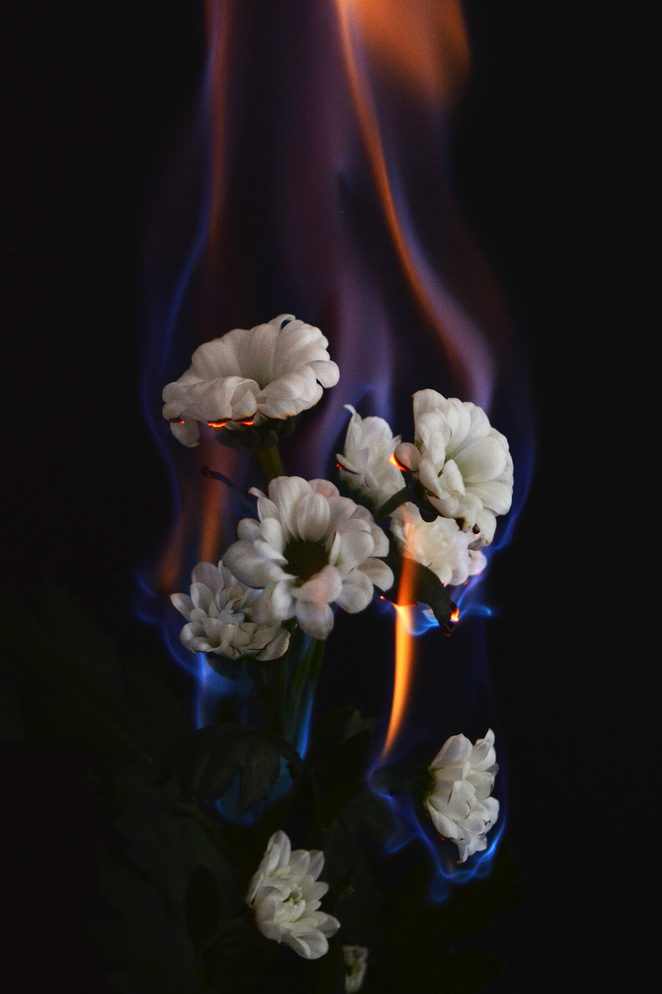 2018-02-15 - My most favourite photo I've ever taken, and one of my GCSE Final Pieces.