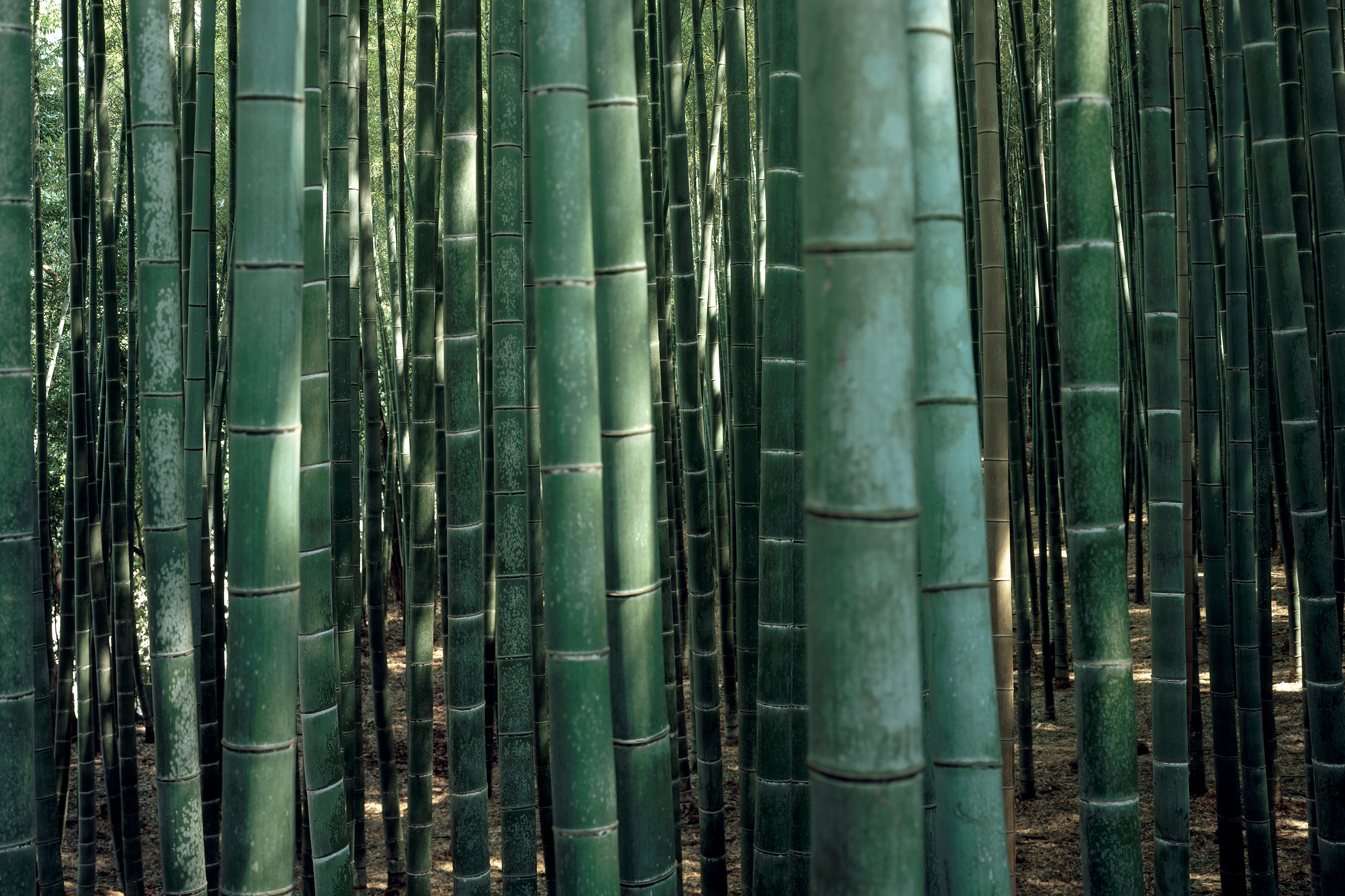 Arashiyama, Kyoto Japan