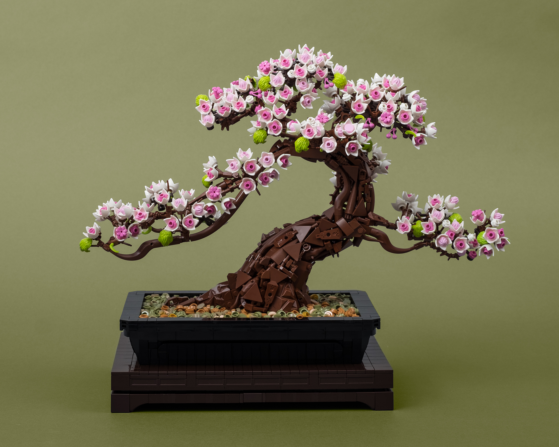 real cherry blossom bonsai