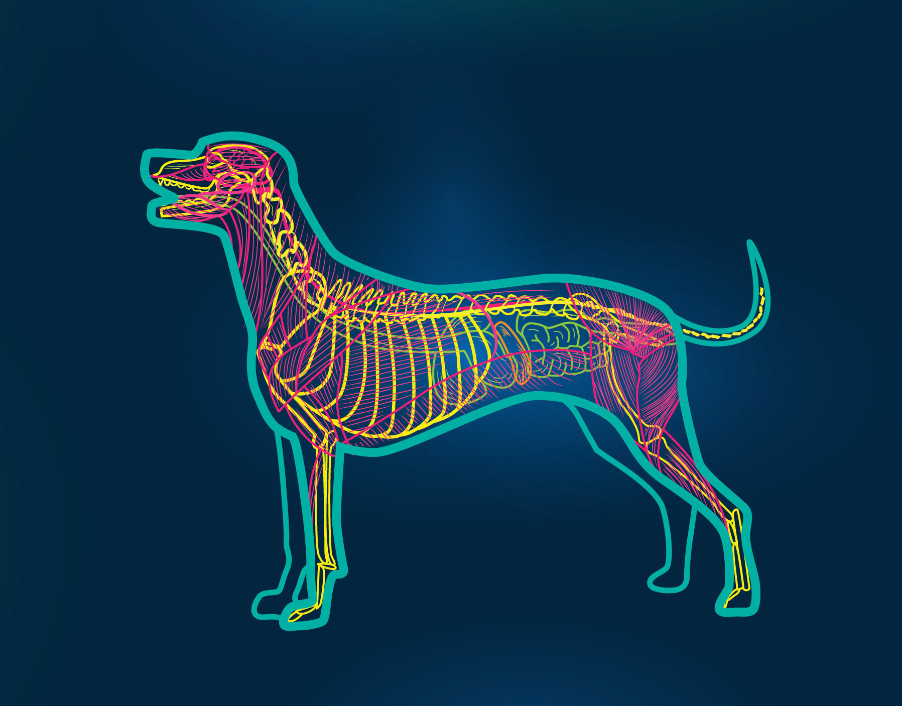 System animal. Нервная система собаки анатомия. Центральная нервная система собаки. Кровеносные сосуды собаки. Система собаки.