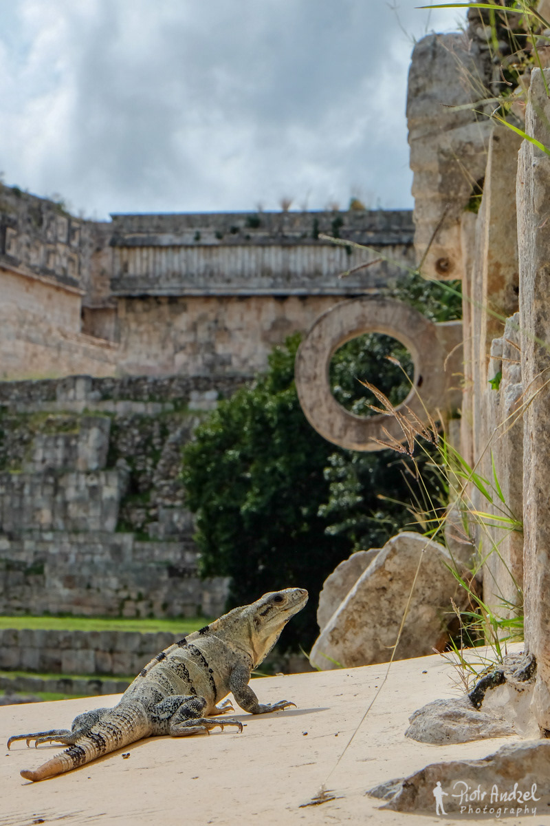 Iguana at the Ballcourt, Chichen-Itza