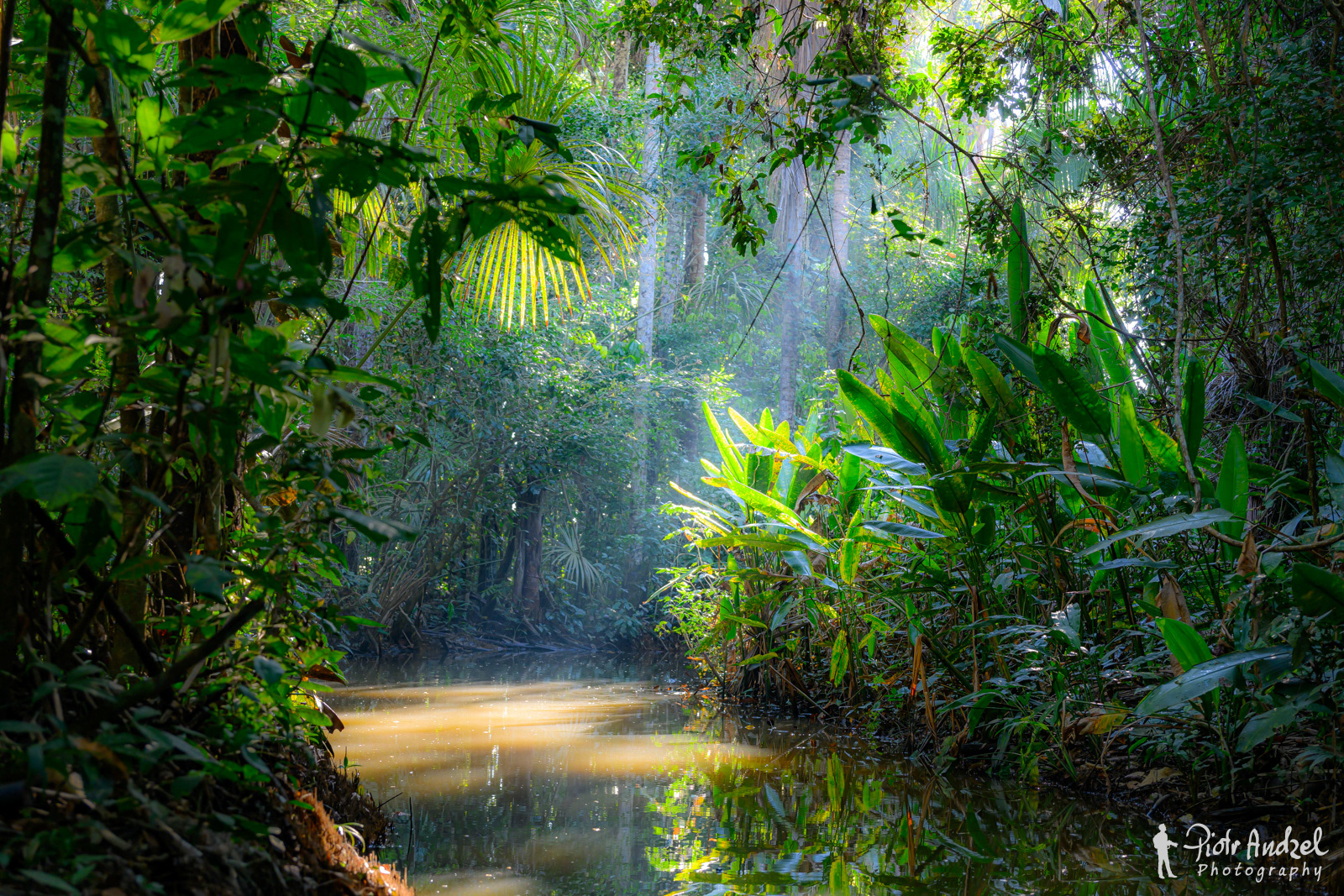 Amazon jungle