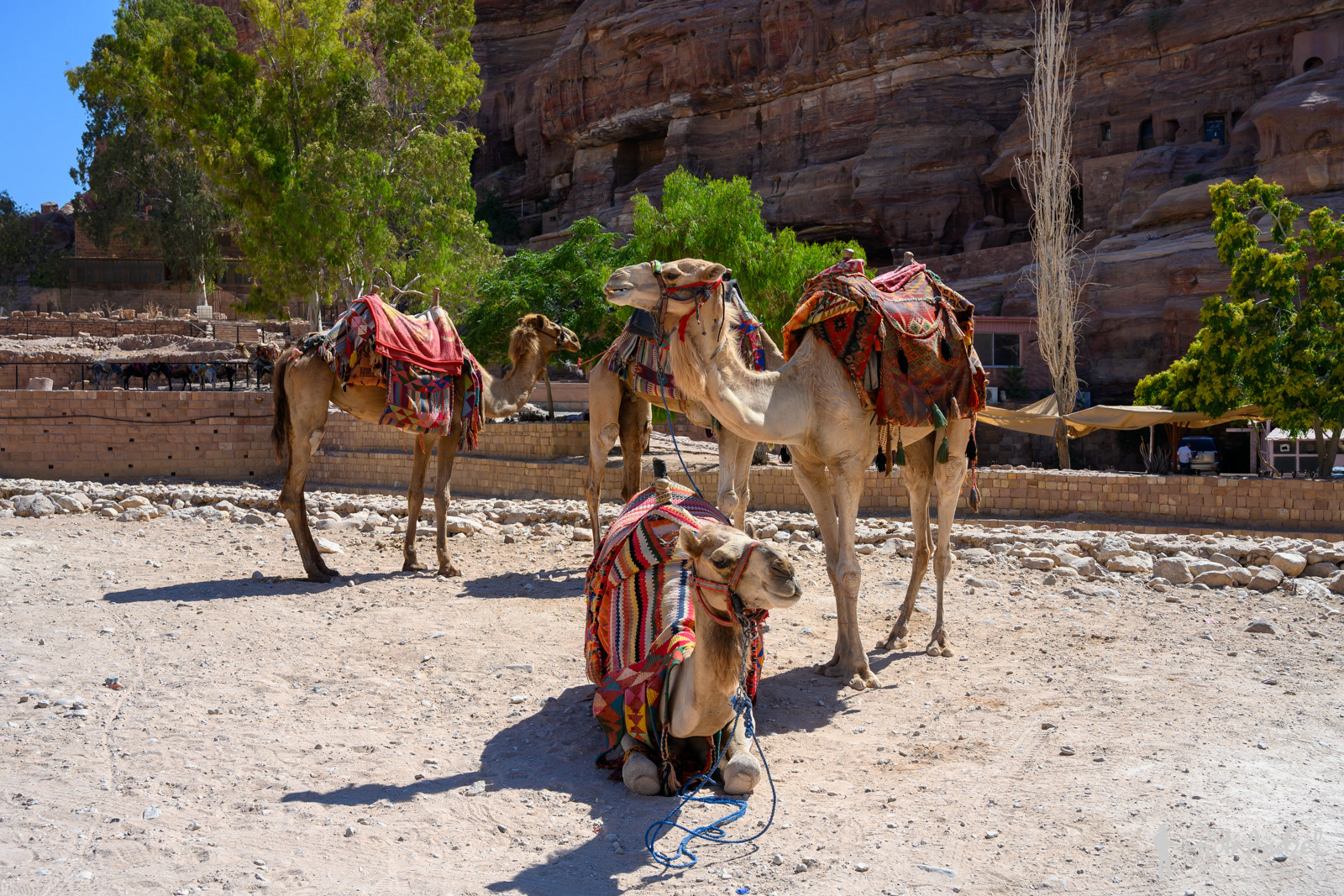 Camels