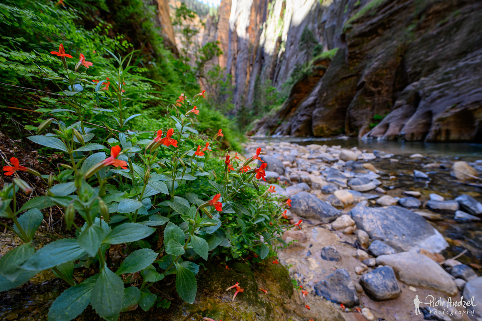 Zion Narrows