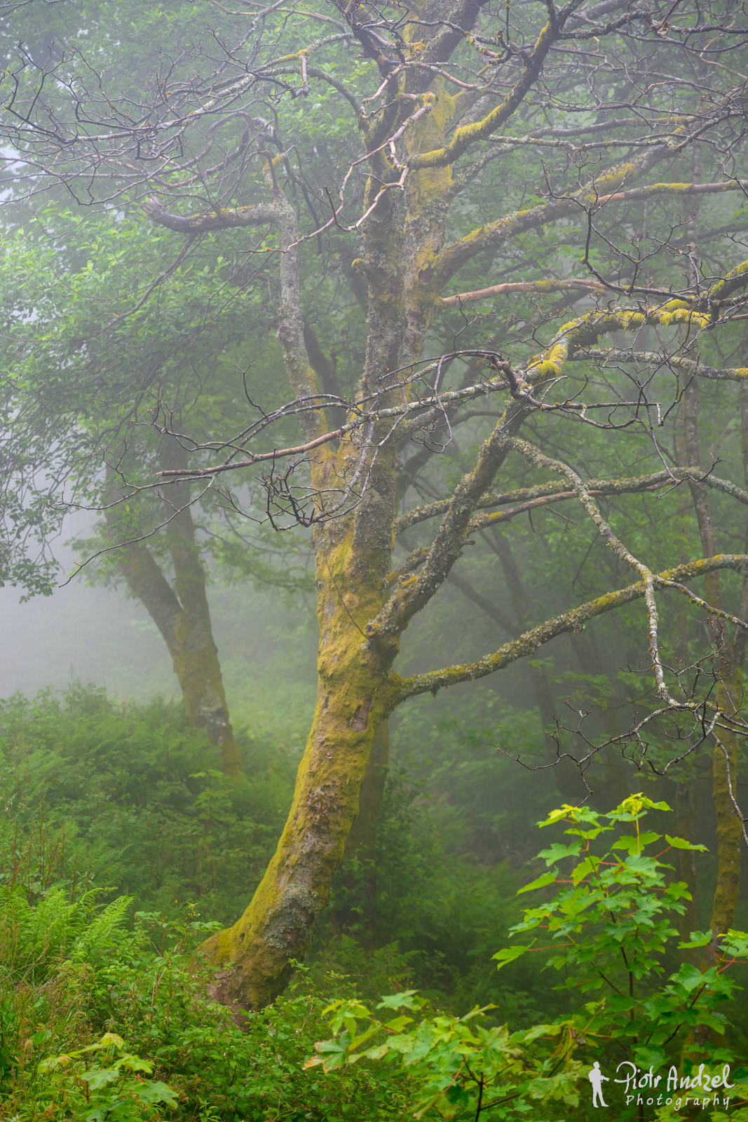 Forest near Bergen